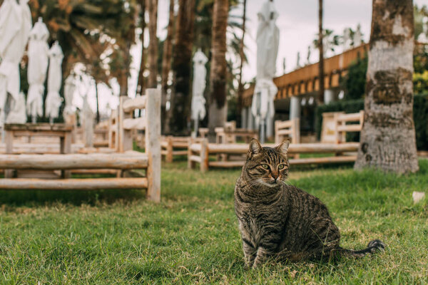 selective focus of cat sitting on grass near deck chairs 