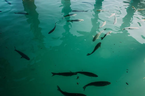 Fish Swimming Mediterranean Sea — Stock Photo, Image