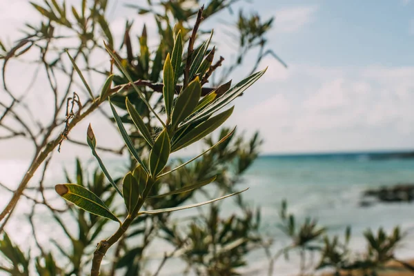 Foco Seletivo Folhas Verdes Perto Mar Mediterrâneo — Fotografia de Stock