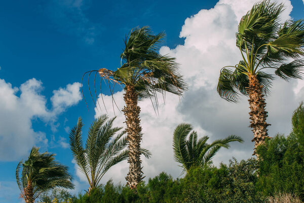 palm trees against blue sky with clouds 
