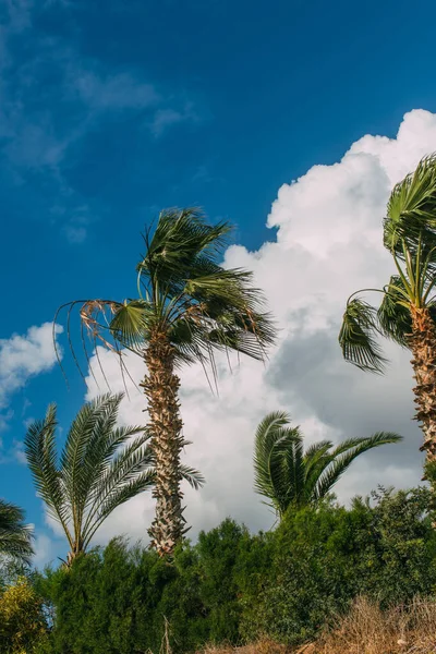Bulutlu Mavi Gökyüzüne Karşı Yeşil Palmiye Ağaçları — Stok fotoğraf