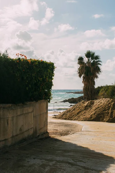 Zielone Rośliny Palmy Pobliżu Piaszczystej Plaży Morza Śródziemnego — Zdjęcie stockowe
