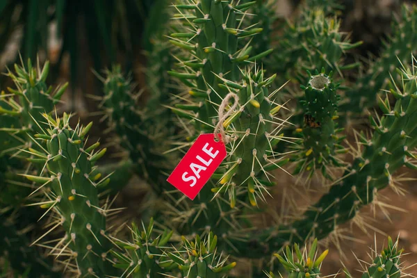 Selektivt Fokus Röd Etikett Med Försäljning Bokstäver Kaktus — Stockfoto