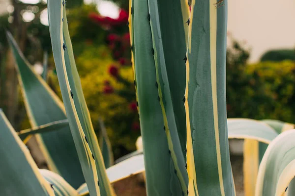 Enfoque Selectivo Las Hojas Aloe Verde Fuera — Foto de Stock