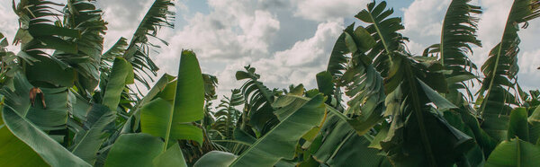panoramic shot of green palm leaves against sky 