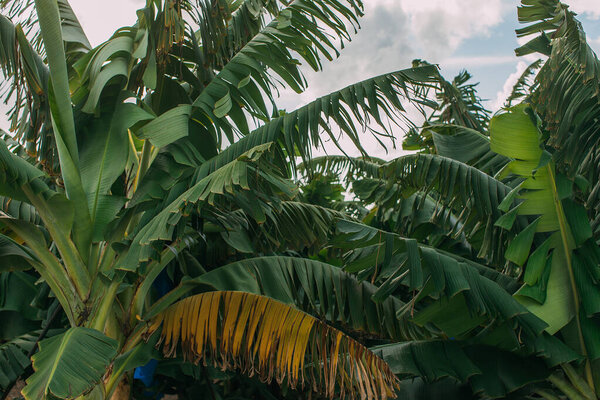 green and fresh palm tree leaves against sky