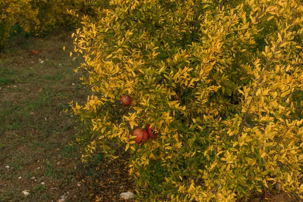 Les Plantes Jaunes Les Fleurs Sauvages Fleurs Été — Photo