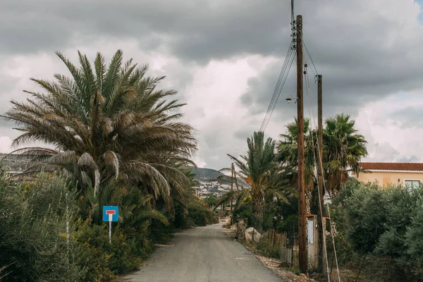 Zelené Listy Palmách Blízkosti Silnice Proti Šedé Zamračené Obloze — Stock fotografie