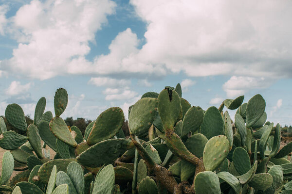 green cactus with spikes against blue sky with clouds 