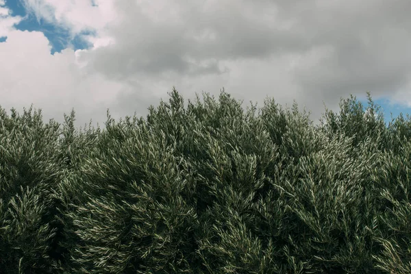 Taze Yeşil Bitkiler Bulutlu Gökyüzüne Karşı — Stok fotoğraf