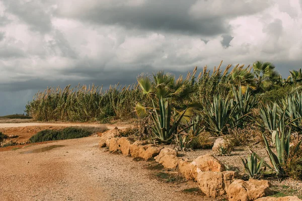 Aloés Verdes Plantas Frescas Contra Céu Cinzento — Fotografia de Stock