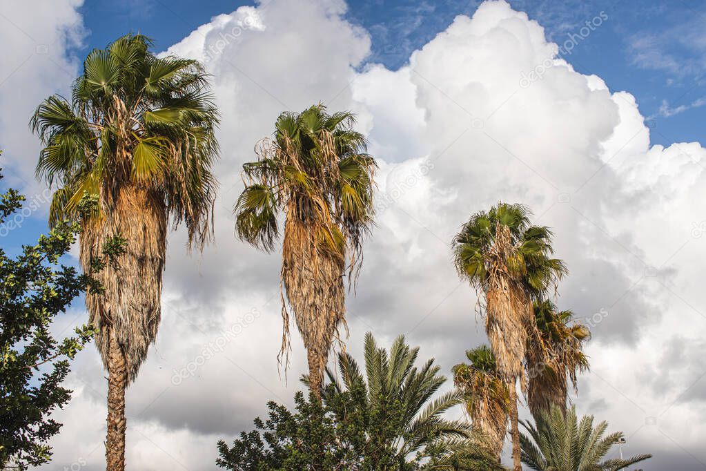 sunlight on palm trees against sky with white clouds 