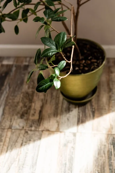 Sunlight Green Plant Fresh Leaves Flowerpot — Stock Photo, Image