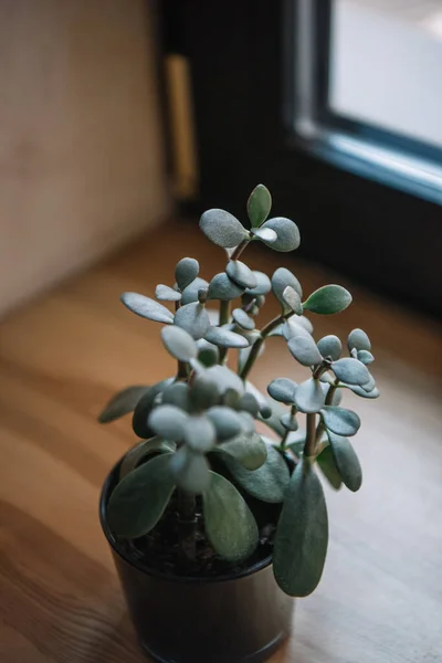 selective focus of potted jade plant on windowsill