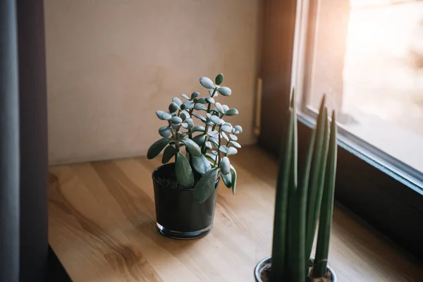 Potted jade plant and sansevieria growing on windowsill — Stock Image Potted Jade Plant Sansevieria Growing Windowsill Royalty Free Stock Photos