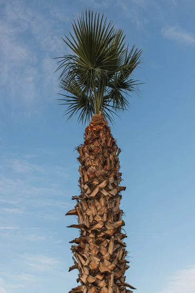 Низкий угол обзора пальмы на фоне голубого неба — стоковое фото