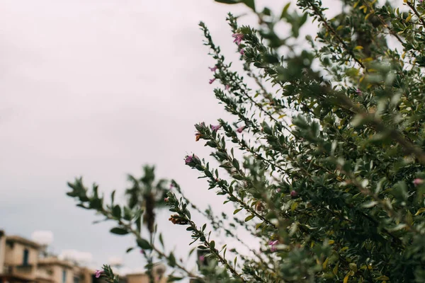 Selective focus of green leaves on branches against cloudy sky — Stock Photo