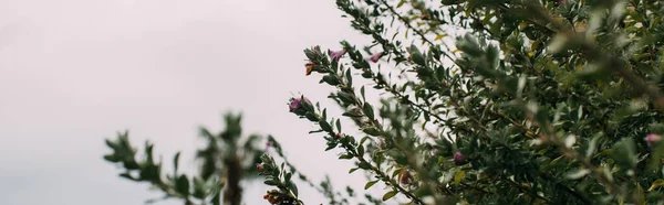 Panoramic shot of green leaves on branches against cloudy sky — Stock Photo