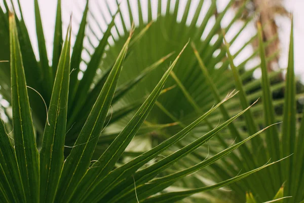 Foyer sélectif de feuilles de palmier tropicales et vertes — Photo de stock