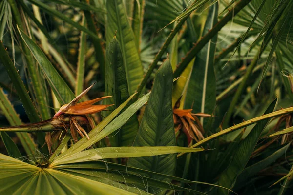 Foco seletivo de folhas de palma verdes e frescas — Fotografia de Stock