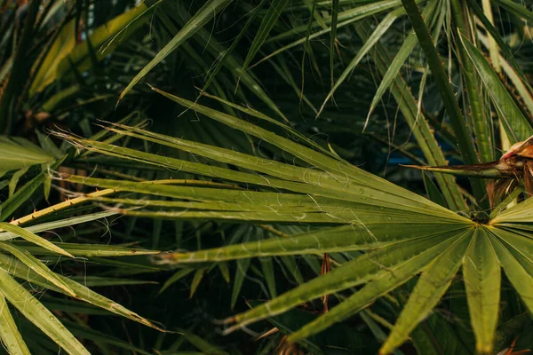 Selective focus of fresh and green palm leaves — Stock Photo