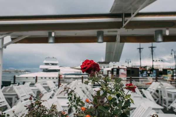 Selektiver Fokus blühender Blumen in der Nähe von Tischen und Stühlen auf der Restaurantterrasse — Stockfoto