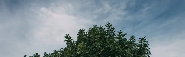 Tiro panorâmico de folhas verdes em ramos contra o céu azul — Fotografia de Stock