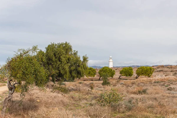 Árboles verdes y antiguo faro en Pafos - foto de stock