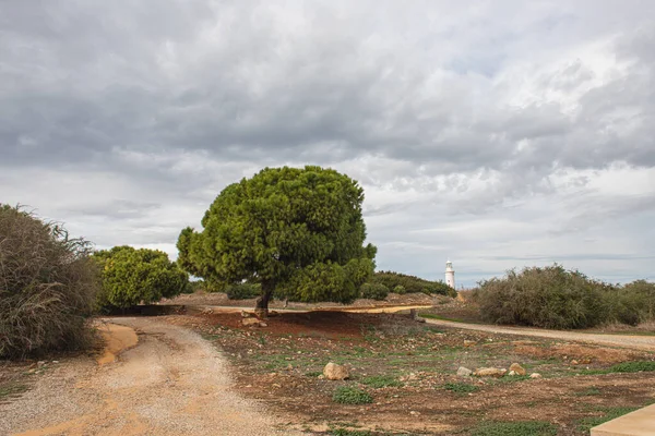 Тропа возле зеленых деревьев и древний маяк в Пафосе — стоковое фото