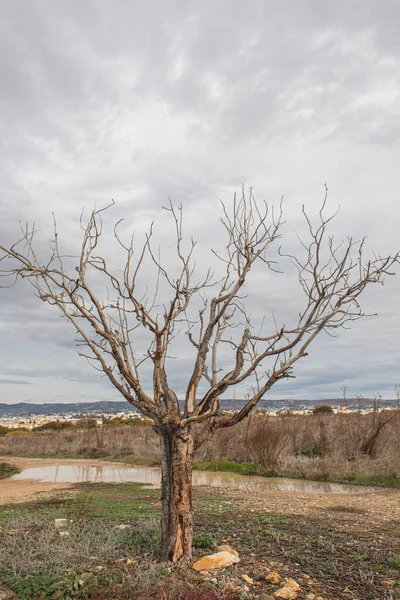 Rami su alberi vicino a erba verde contro cielo con nuvole — Foto stock