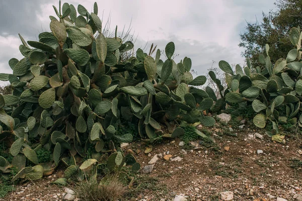 Cactus verde con espigas afiladas en las hojas - foto de stock