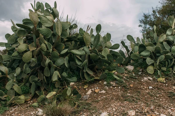 Cactus verde con punte appuntite sulle foglie — Foto stock