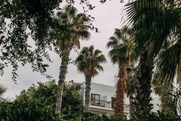 Palme verdi vicino casa moderna contro cielo nuvoloso — Foto stock