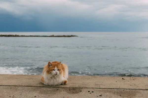 Carino gatto sdraiato a terra vicino al mare mediterraneo — Foto stock