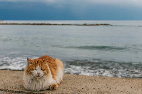 Lindo gato con los ojos cerrados acostado en tierra cerca del mar mediterráneo - foto de stock