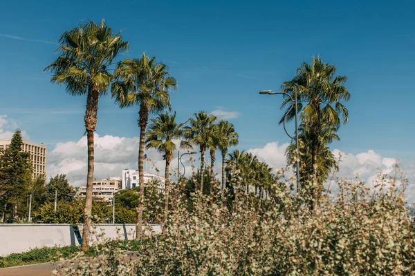Selektiver Fokus grüner Palmen gegen blauen Himmel — Stockfoto