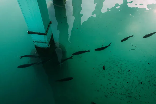 Top view of dark fish swimming in mediterranean sea — Stock Photo