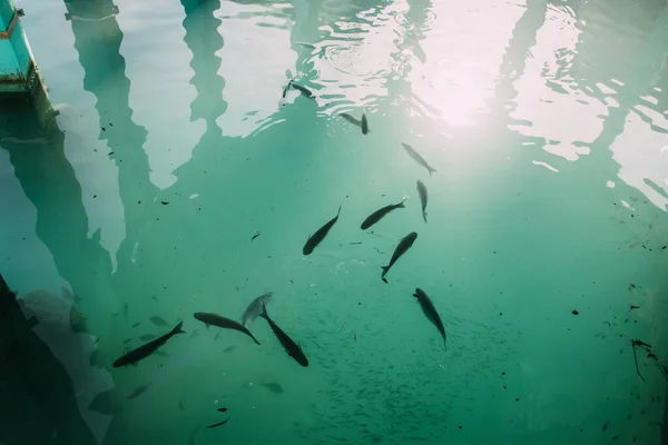 Blick von oben auf Fische, die im blauen Mittelmeer schwimmen — Stockfoto