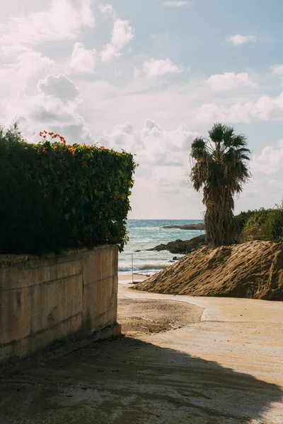 Green plants and palm tree near sandy beach and mediterranean sea — Stock Photo