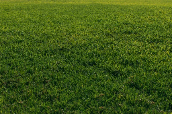 Green and fresh grass in summertime — Stock Photo