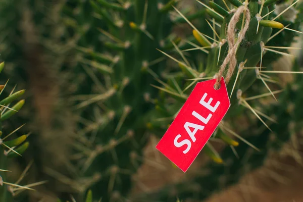 Close up of red tag with sale lettering on cactus — Stock Photo