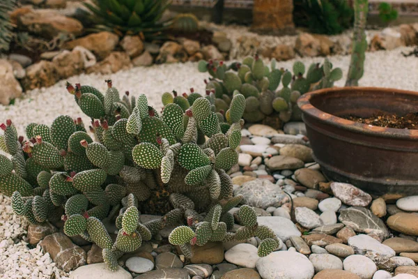 Blossoming prickly pear with spikes near stones — Stock Photo