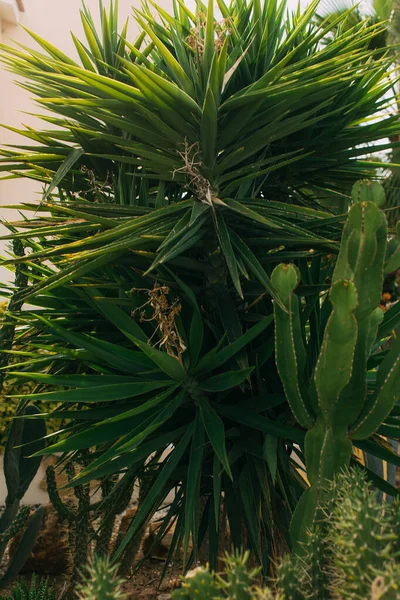 Hojas verdes de palmera cerca de cactus - foto de stock