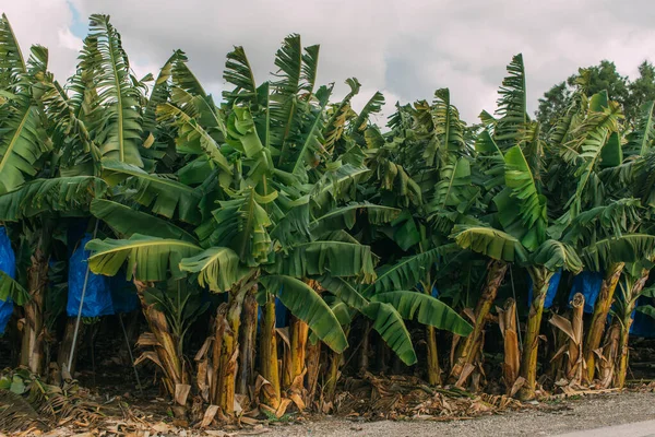Fresh palm trees against grey and cloudy sky — Stock Photo