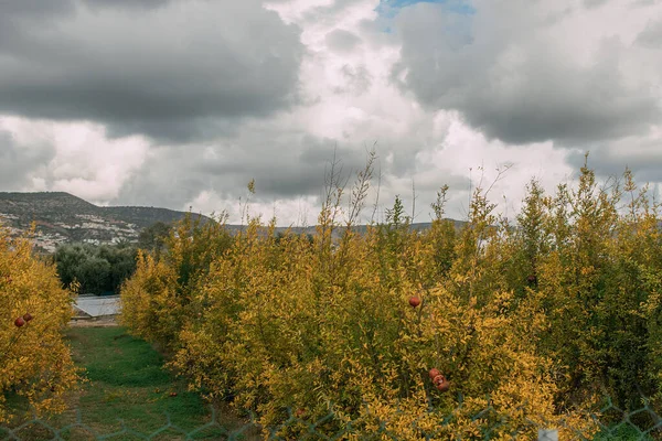 Plantas amarillas y flores silvestres contra el cielo gris y nublado - foto de stock