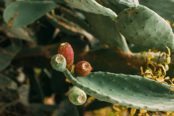 Gros plan de la floraison et de la poire piquante verte — Photo de stock