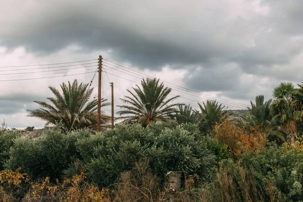 Foglie fresche e verdi sulle palme contro il cielo grigio e nuvoloso — Foto stock