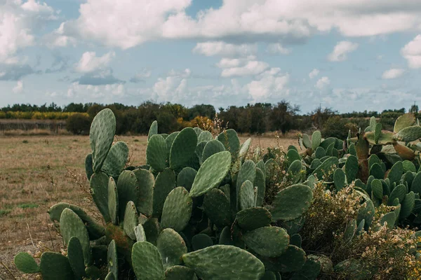 Cactus vert avec pointes contre ciel bleu avec nuages blancs — Photo de stock