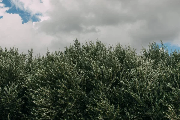 Plantes fraîches et vertes contre le ciel avec des nuages — Photo de stock