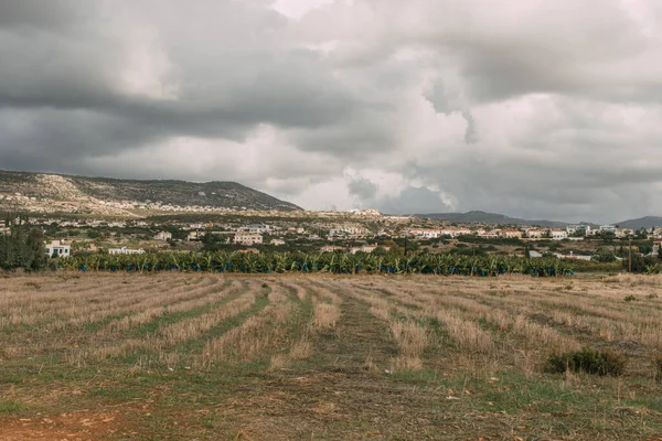 Vue panoramique sur les arbres verts et les plantes près des maisons — Photo de stock